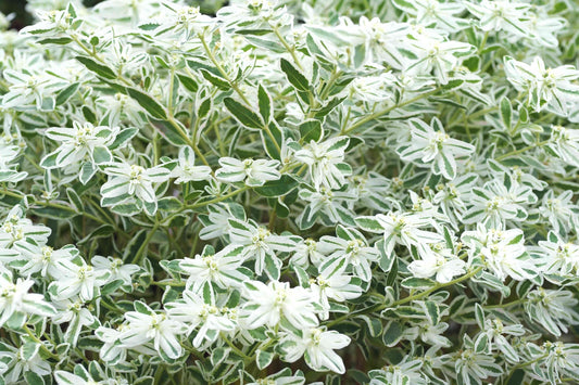 Euphorbia Marginata Snow on the Mountain