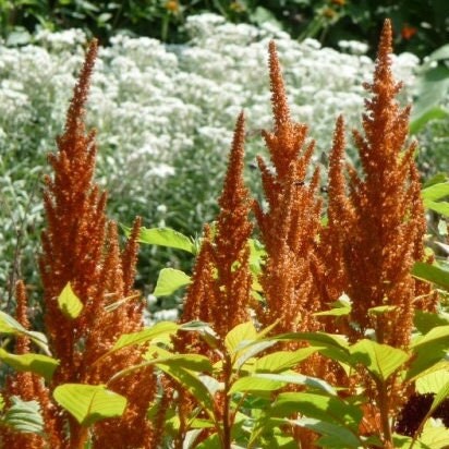 Amaranth Hot Biscuits