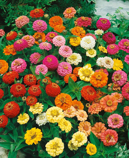 Zinnia Thumbelina Mix