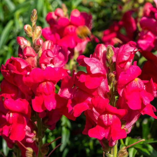 Snapdragon Bright Red
