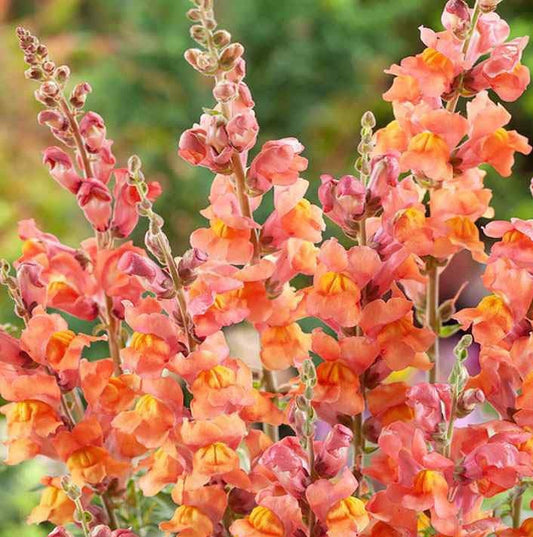Orange Snapdragon