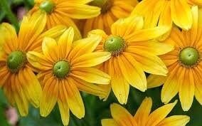 Rudbeckia Green Eyes