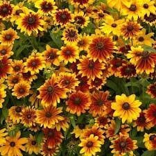 Rudbeckia Autumn Forest