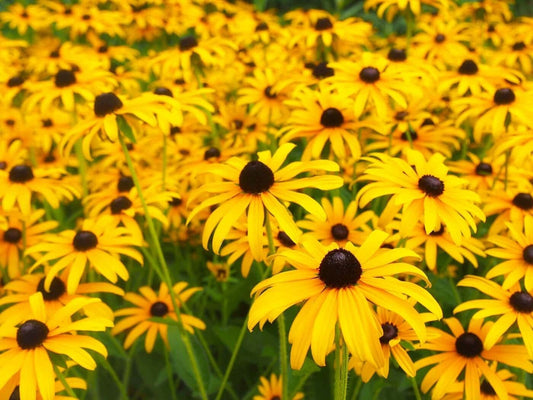 Rudbeckia (Black-Eyed Susan)