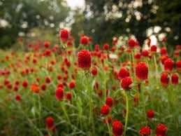 Gomphrena Strawberry Fields