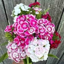 Sweet William Electron mix