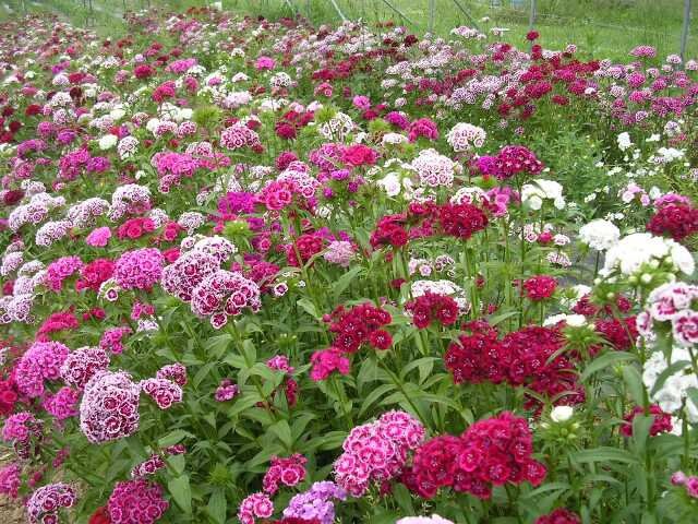 Sweet William Electron mix