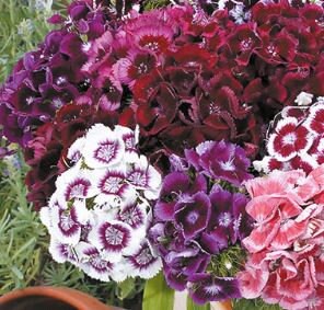 Sweet William Electron mix