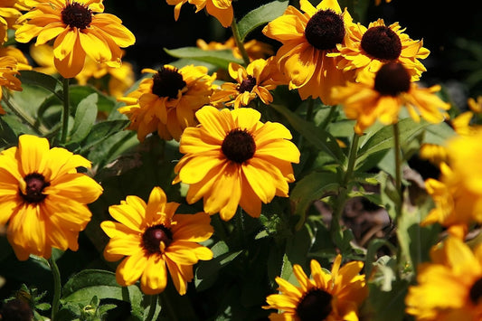 Rudbeckia Goldilocks