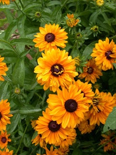 Rudbeckia Goldilocks