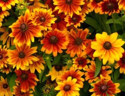 Rudbeckia Rustic Mix