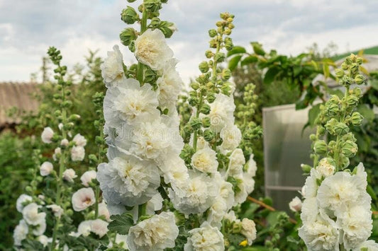 Hollyhock Chaters Double White