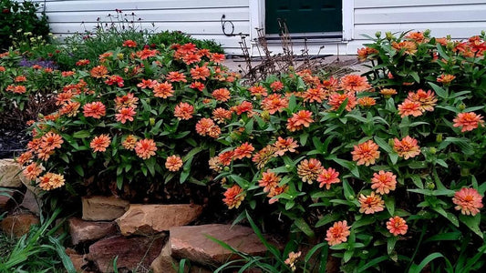 Zinnia Profusion Apricot
