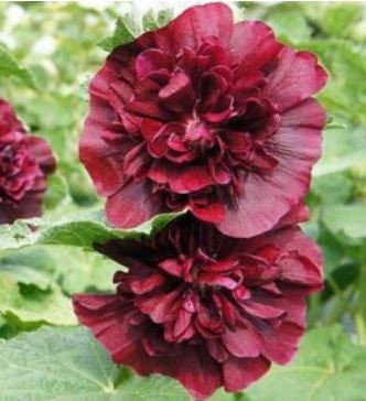 Hollyhock Chaters Double Maroon