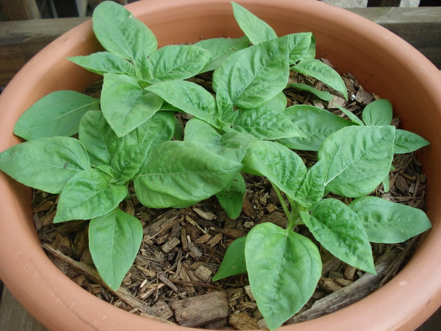 Sunflower Procut Bicolor