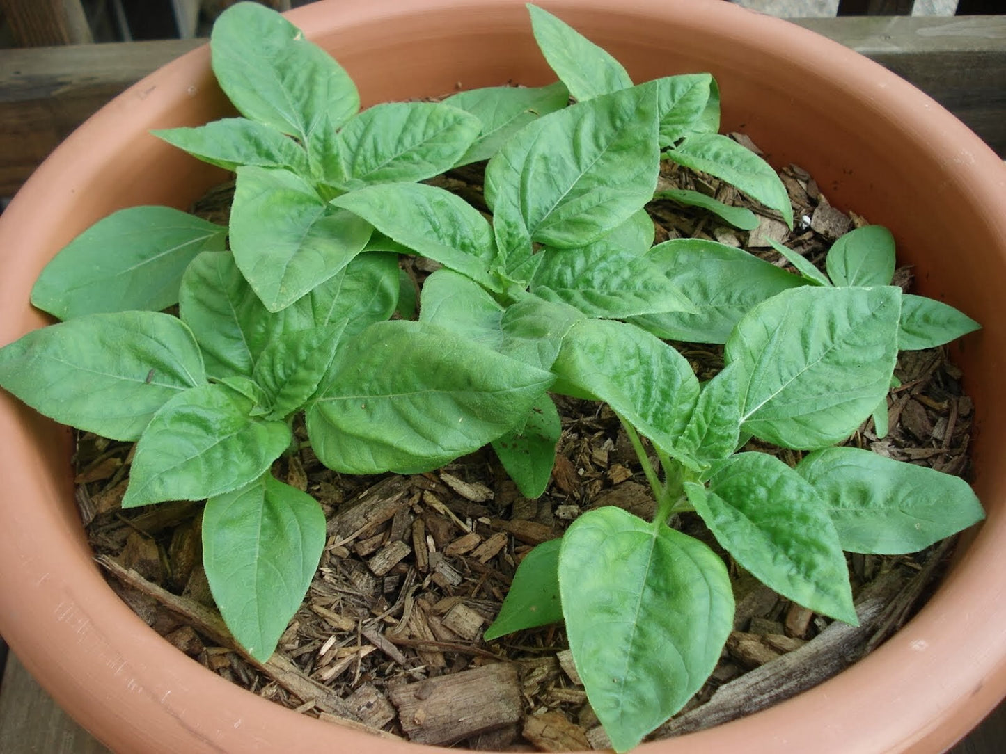Sunflower Procut Orange Excel