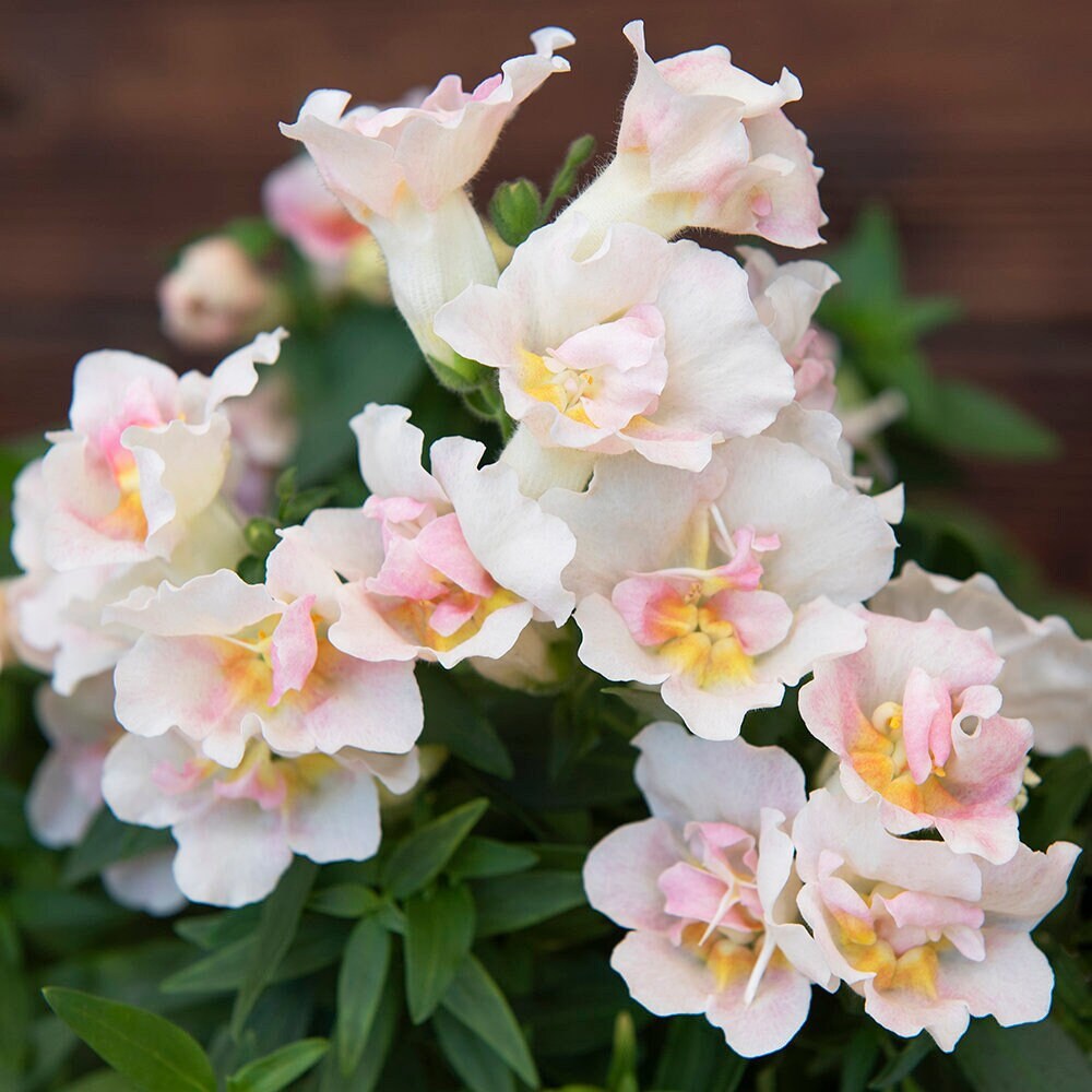 Snapdragon Twinny Appleblossom