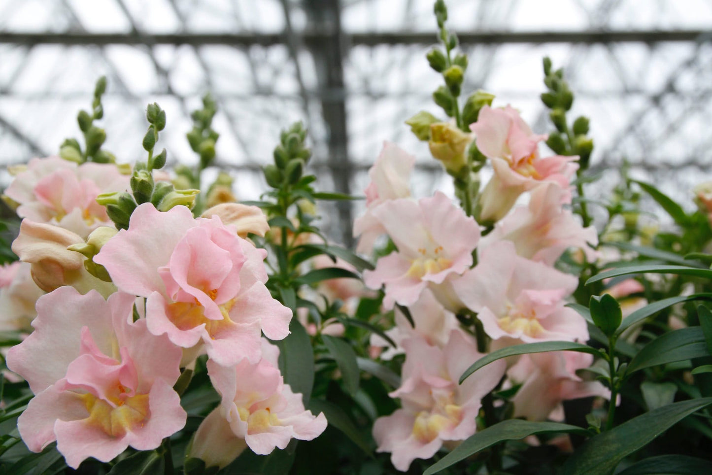 Snapdragon Twinny Appleblossom