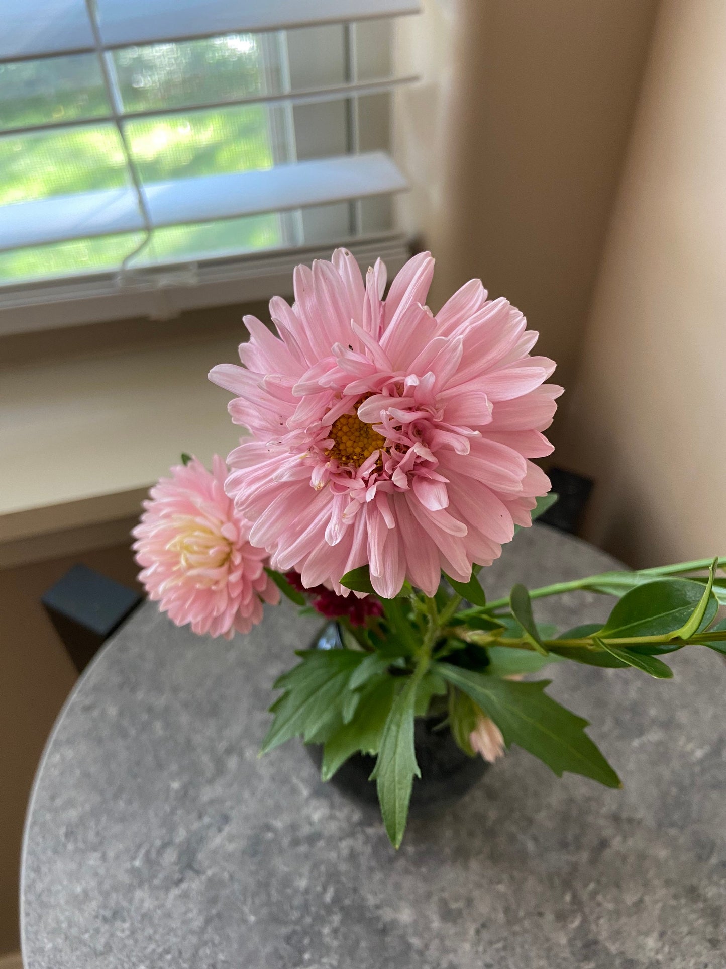 Aster Paeony Apricot
