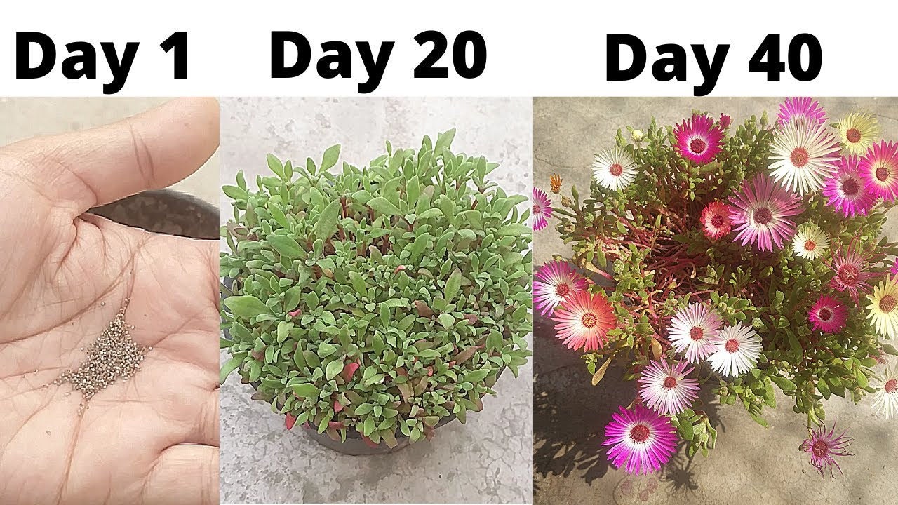 Ice Plant Mix