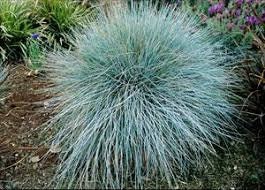 Blue Fescue Grass