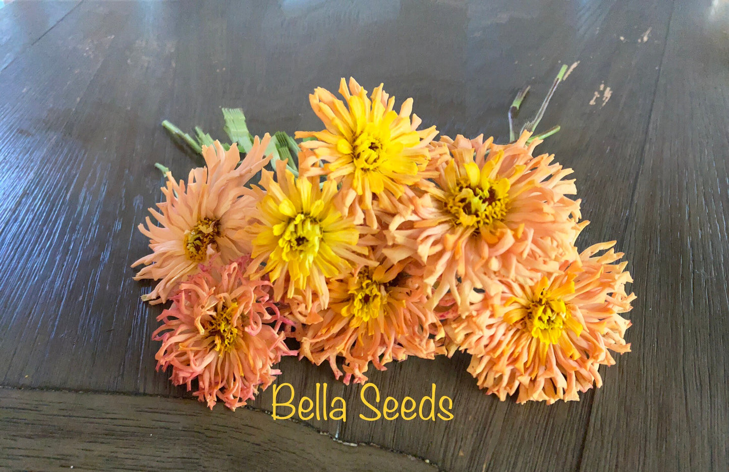 Zinnia Cactus Flower Mix