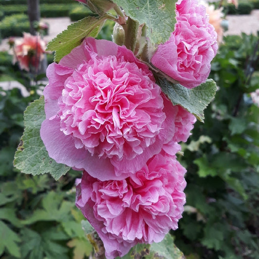 Hollyhock Chaters Double Bright Pink