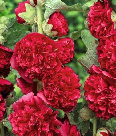Hollyhock Chaters Double Light Scarlet
