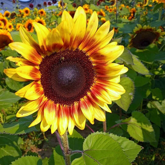 Sunflower Procut Bicolor