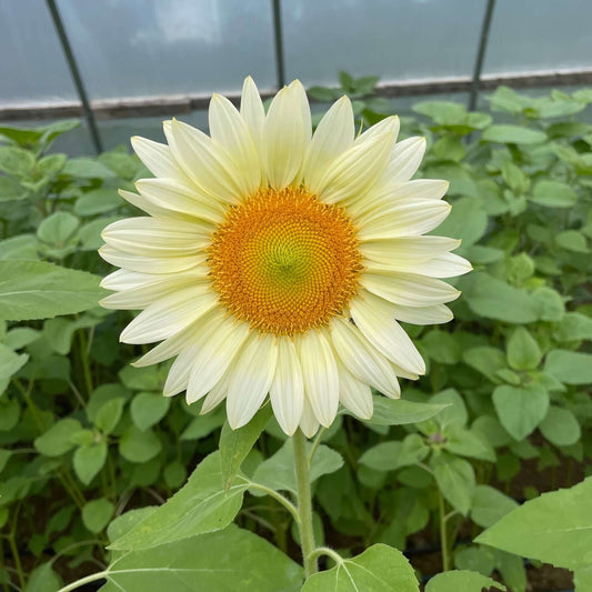 Sunflower Procut White Lite