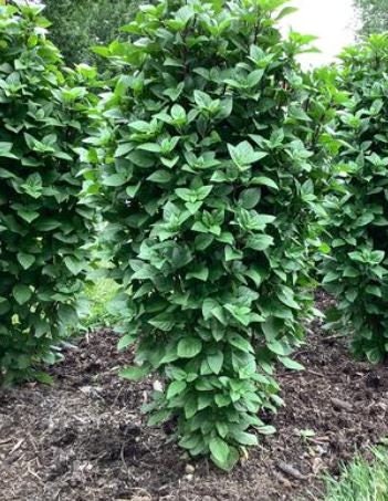 Basil Everleaf Thai Towers 25 Seeds