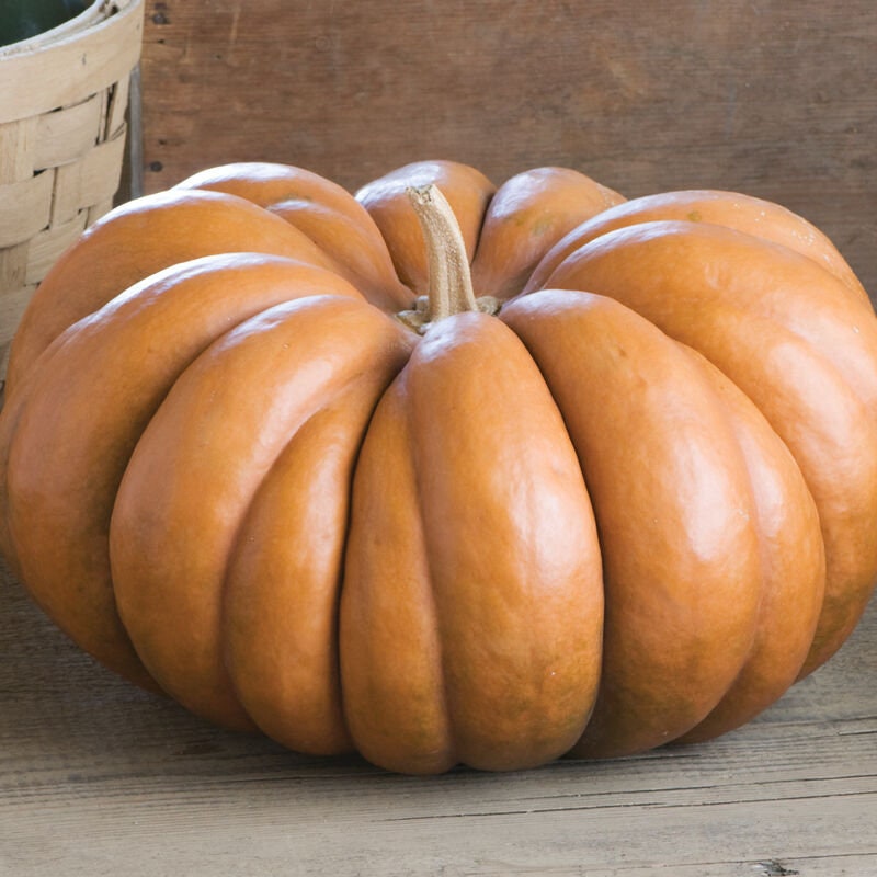 Musquee de Provence Pumpkin Seeds, 5 Seeds, Garden Seeds, Vertical Growing, Vegetable seeds, Gardening, Jack O Lantern, Fall Decor