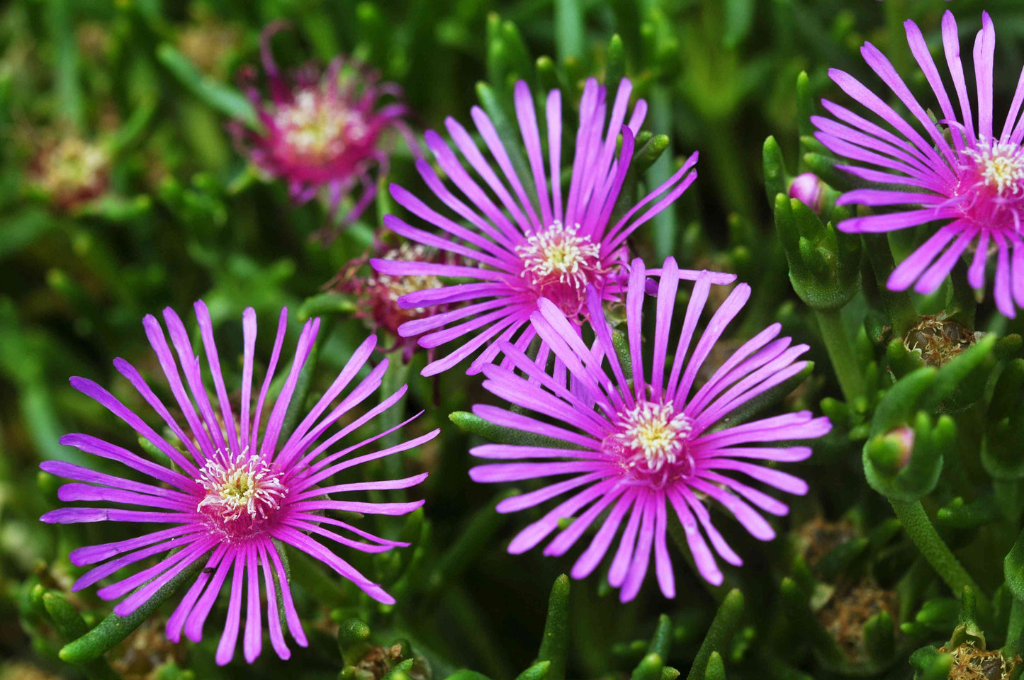 Ice Plant Mix