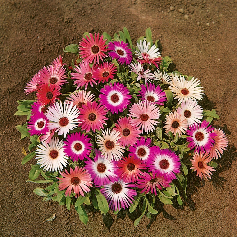 Ice Plant Mix