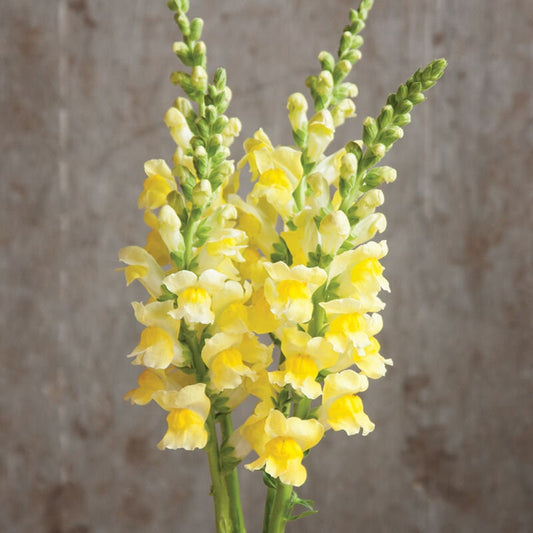 Snapdragon Potomac Yellow