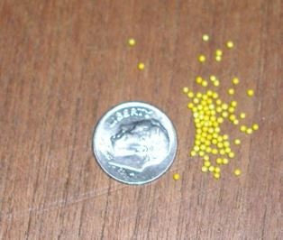 Lisianthus Rosanne 2 Terracotta F1