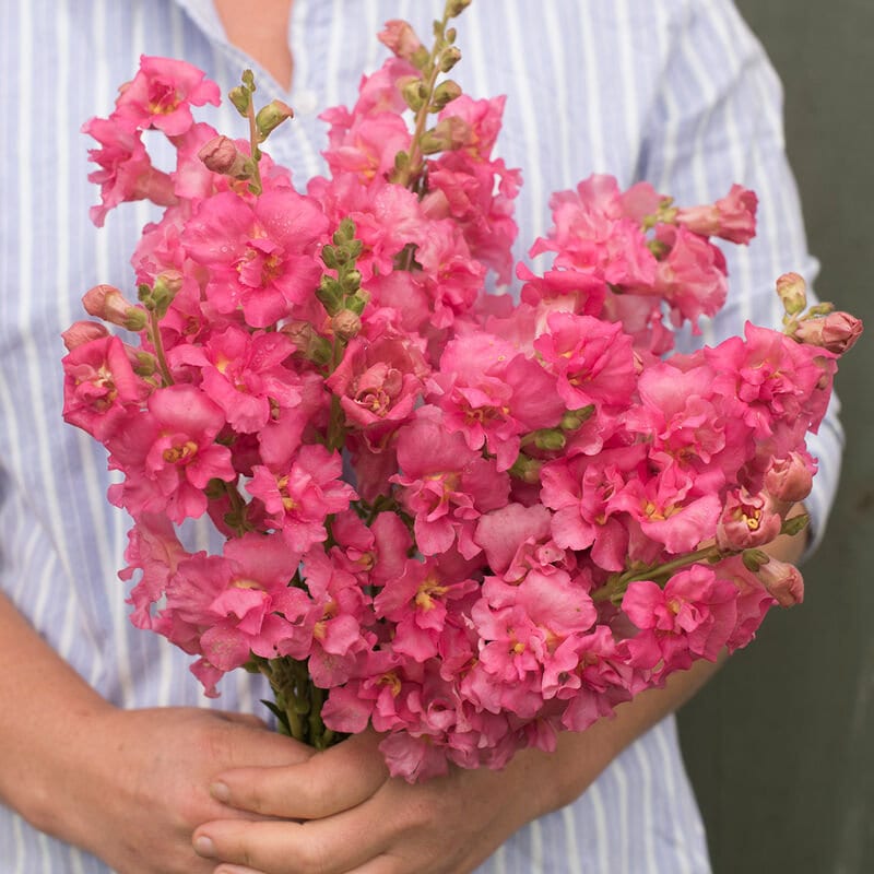 Snapdragon Madame Butterfly Rose