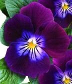 Viola King Henry