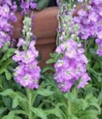 Stock Column Lilac Lavender