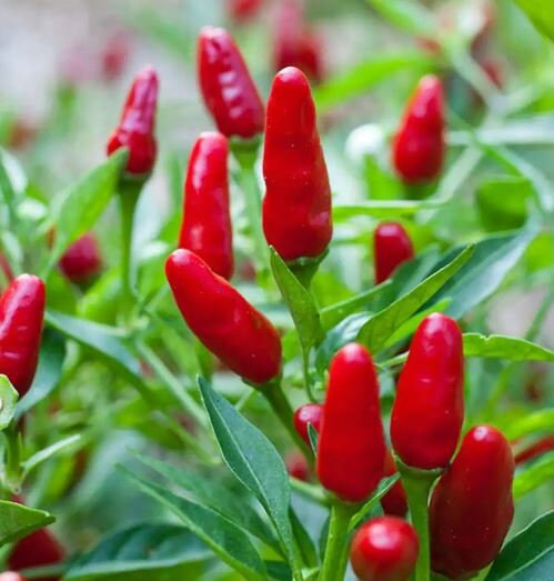 Thai Hot Ornamental Pepper Seeds
