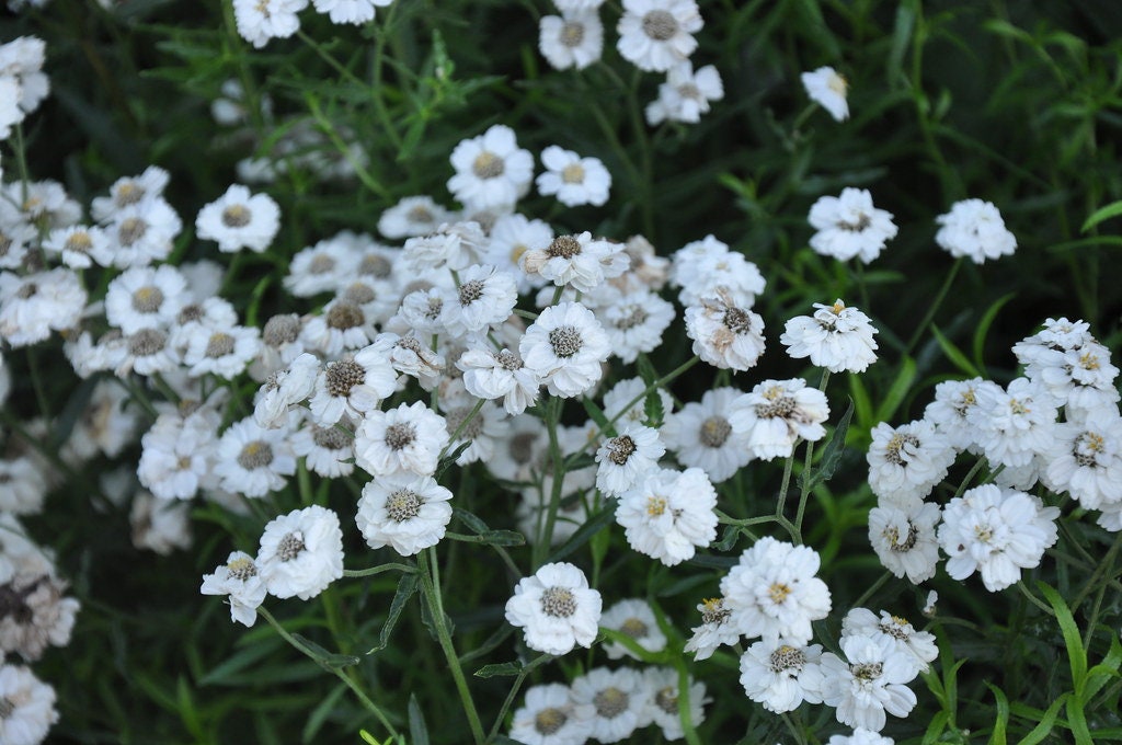 Yarrow The Pearl 25+ Seeds, Achillea Ptarmica, Wedding Flowers, Filler Flower, Rare Seeds, Dried Flowers