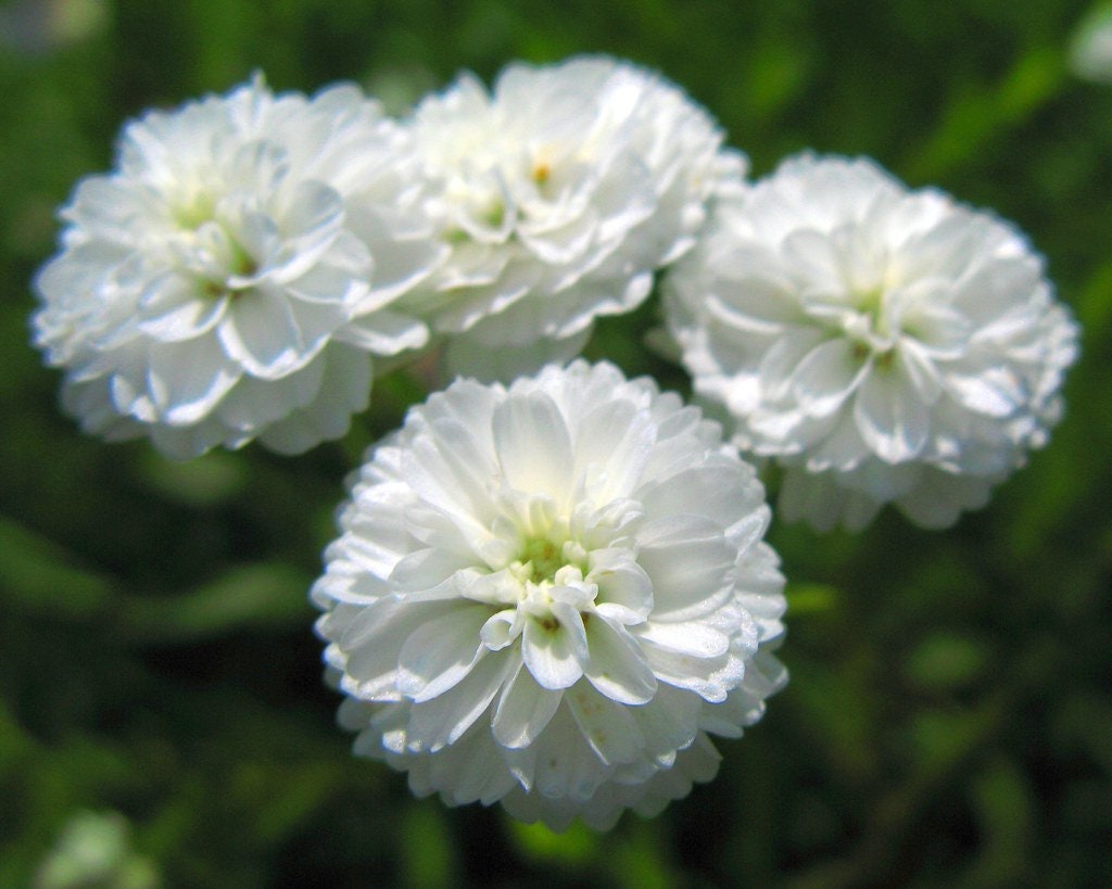 Yarrow The Pearl 25+ Seeds, Achillea Ptarmica, Wedding Flowers, Filler Flower, Rare Seeds, Dried Flowers