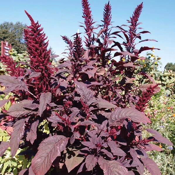 Amaranth Velvet Curtains