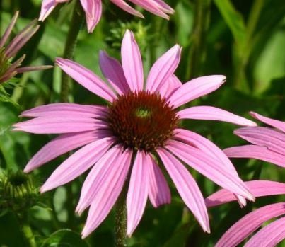 Echinacea (Coneflower) Baby Swan Deep Pink