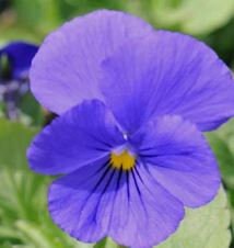 Viola Perfection Blue