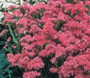 Statice Forever Rose