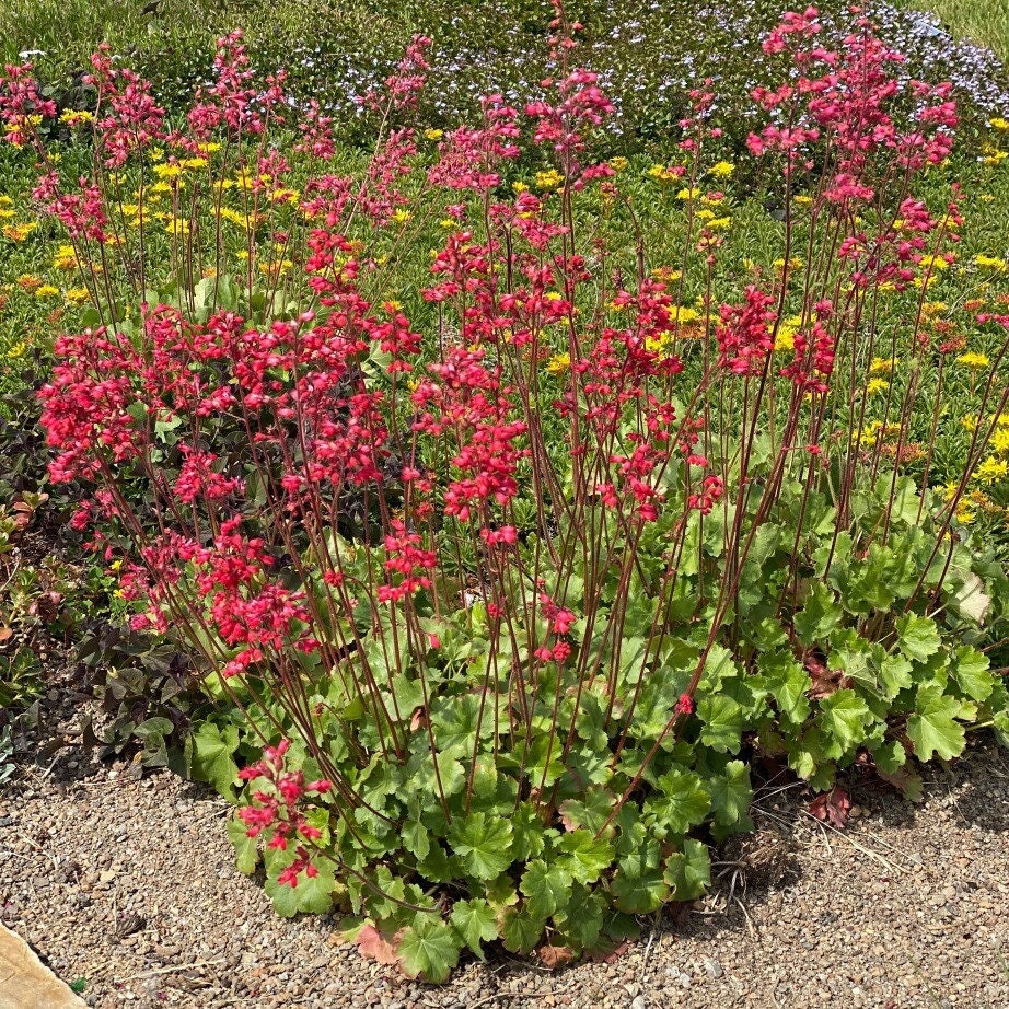Firefly Splendens Coral Bell Seeds, Heuchera, Perennial, Shade Plant