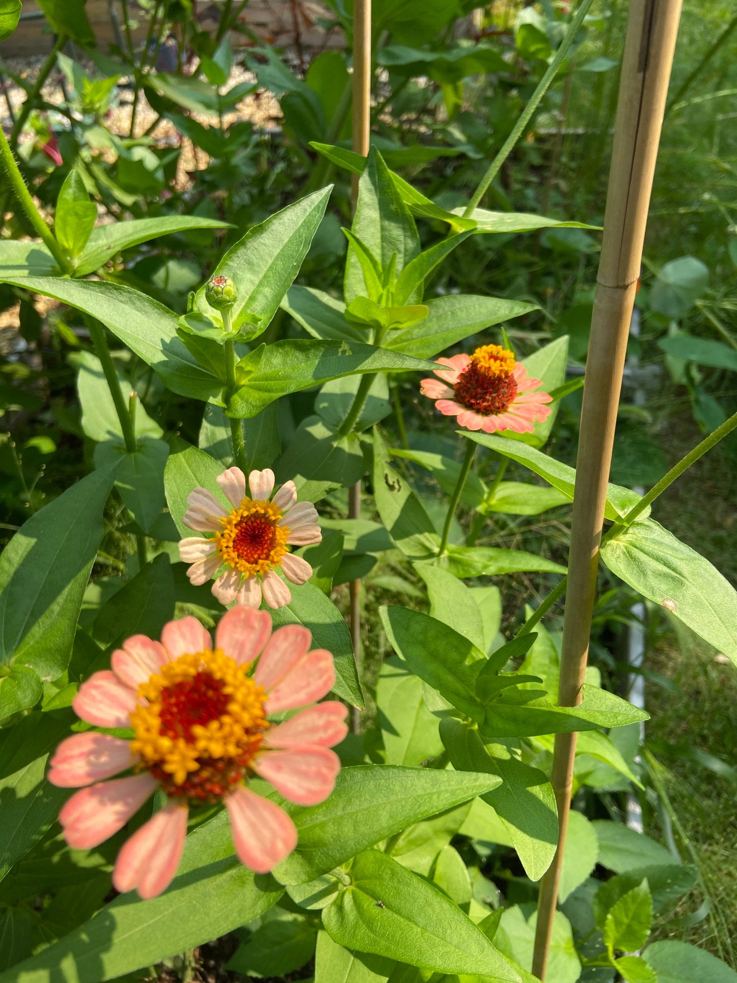 Zinnia Zinderella Peach