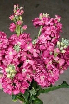 Stock Katz Bright Rose