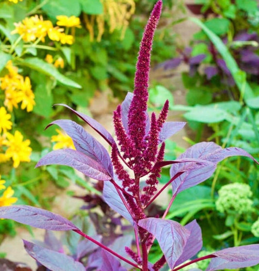 Amaranth Velvet Curtains